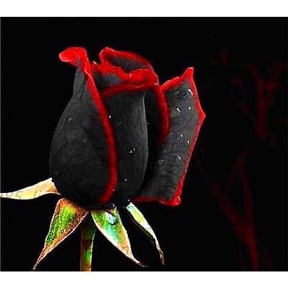 20 SEEDS for Black/Red RARE Hybrid tea Rose flower bush exotic plant